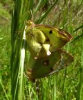 Colias alfacariensis